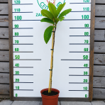 Mišpuľa japonská (Eriobotrya japonica) - výška 80-110 cm, kont. C5L (-12°C) - NA KMIENKU
